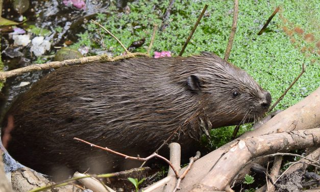 Beavers are to be legally protected in Scotland!