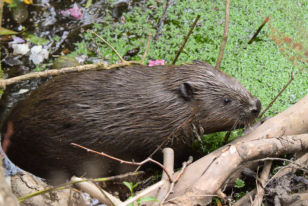 Beavers are to be legally protected in Scotland! Scottish Wild Beaver