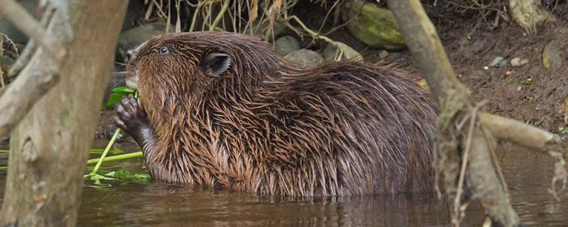 beaver nibbles green shoots