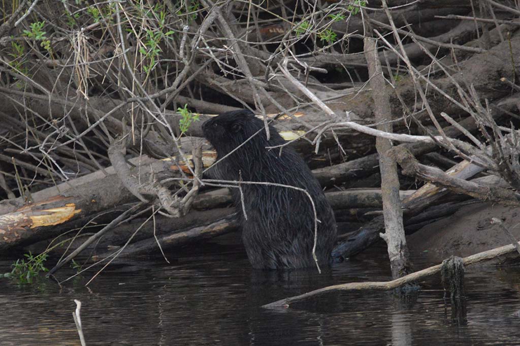 Photo - Scottish Wild Beaver Group