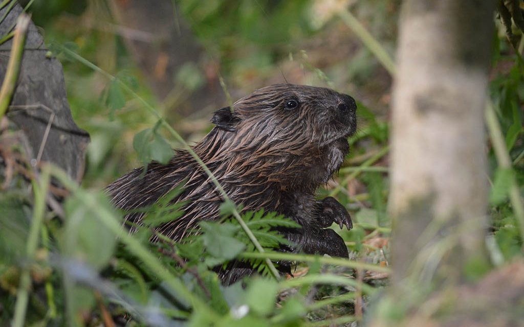 Scotland’s beavers need protection