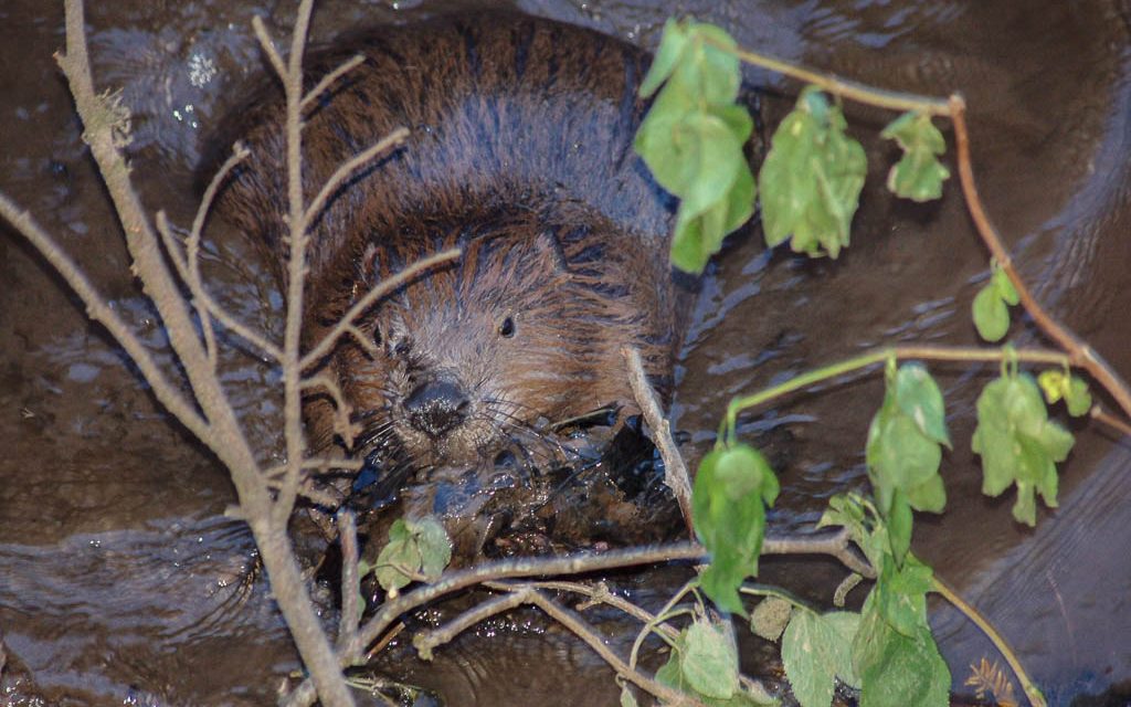 Beavers protected under Scottish law Scottish Wild Beaver Group