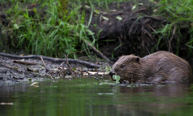 Beavers protected under Scottish law