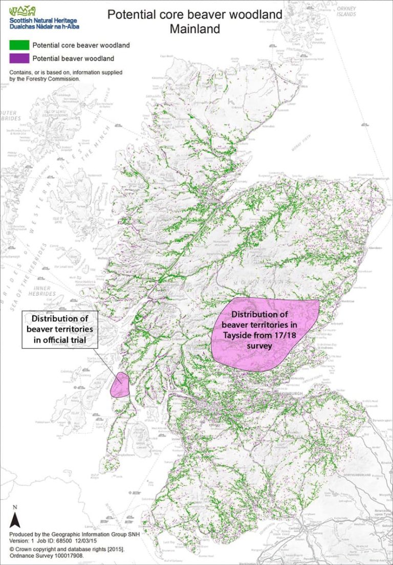 Regarding Reintroductions: The Lynx and the Beaver - Scottish Wild ...