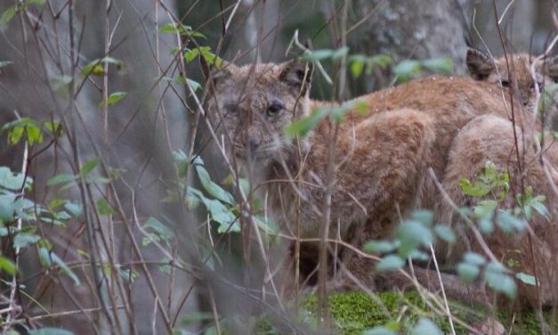 Regarding Reintroductions: The Lynx and the Beaver