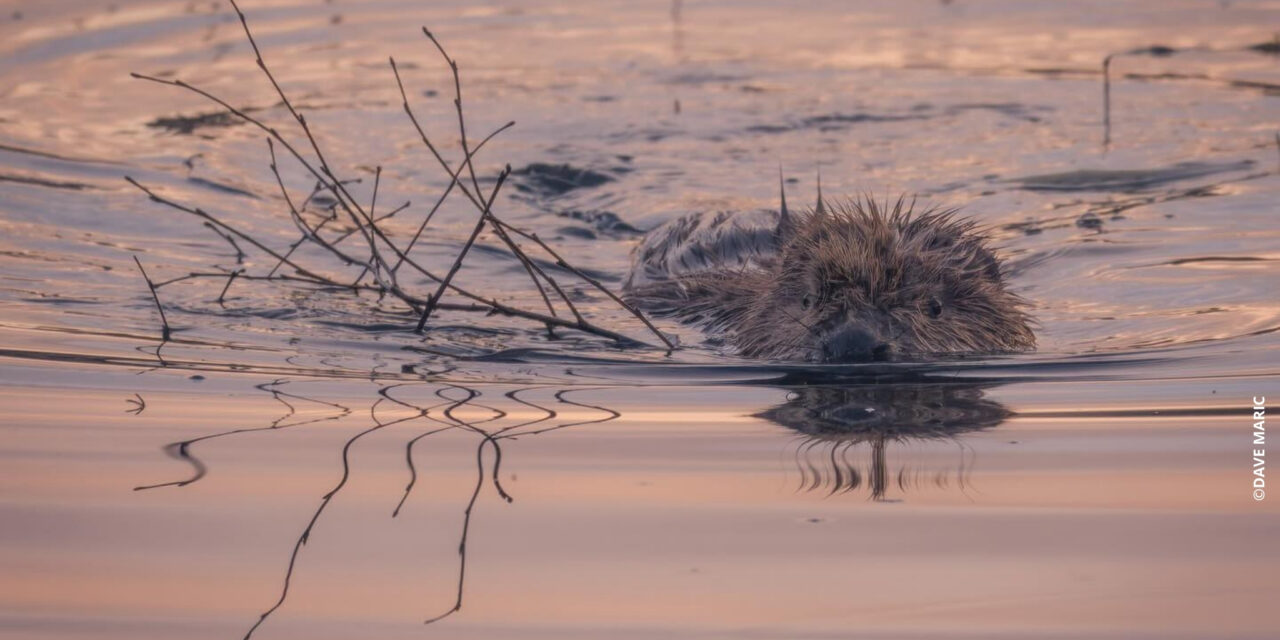 2023 Beaver Management Report: What We’re Thinking