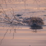 2023 Beaver Management Report: What We’re Thinking
