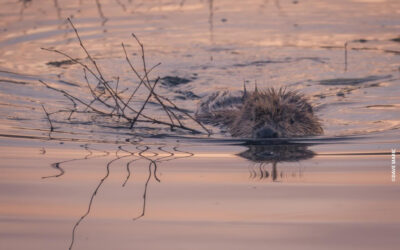 2023 Beaver Management Report: What We’re Thinking