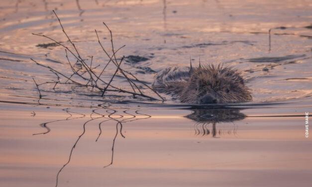 2023 Beaver Management Report: What We’re Thinking